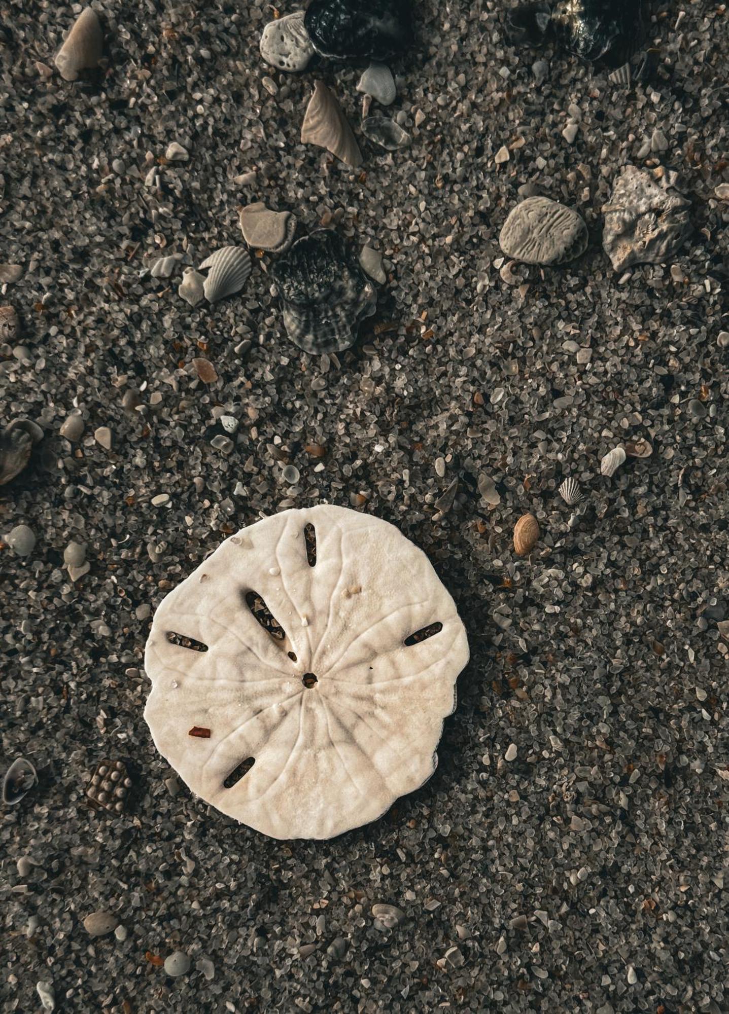 The Lost Flip Flop At Laketown Wharf #2012 By Nautical Panama City Beach